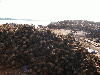 COCONUT SHELL CHARCOAL AVAILABLE FOR SALE  from BETI FARMERS LIABILITY COMPANY    , YAOUNDE, CAMEROON